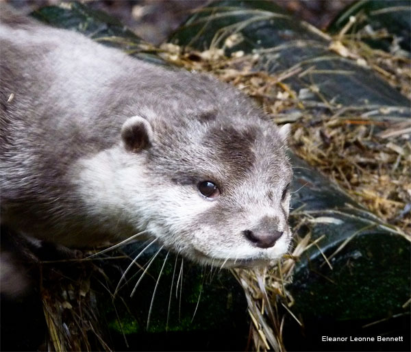 Otter Happy by Eleanor Leonne Bennett