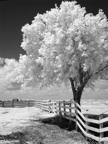 George Ranch Pasture by Ashton Christie