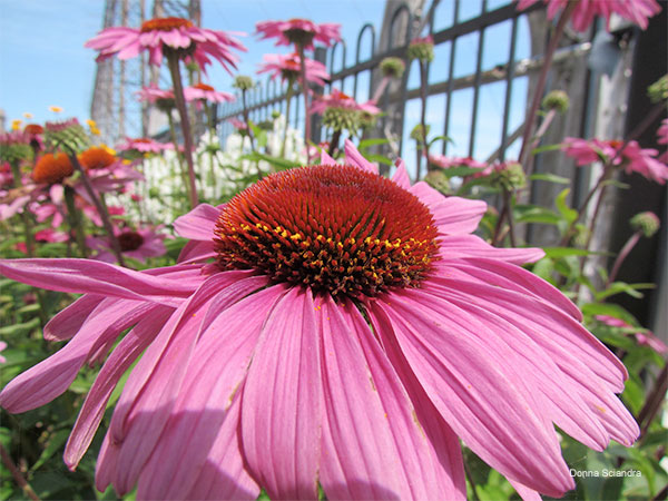 Power Plant Flower, Niagara Falls, Ontario by Donna Sciandra